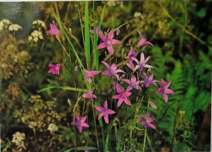 **Vykort** Blommor